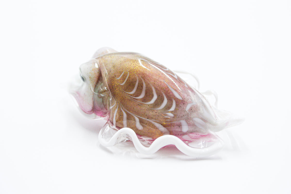 Baby cuttlefish